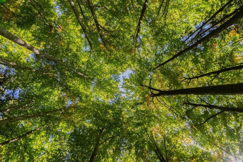 Canopée d'une forêt de feuillus vue depuis le sol