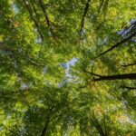 Canopée d'une forêt de feuillus vue depuis le sol