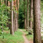 Allée forestière bordée de troncs de pins