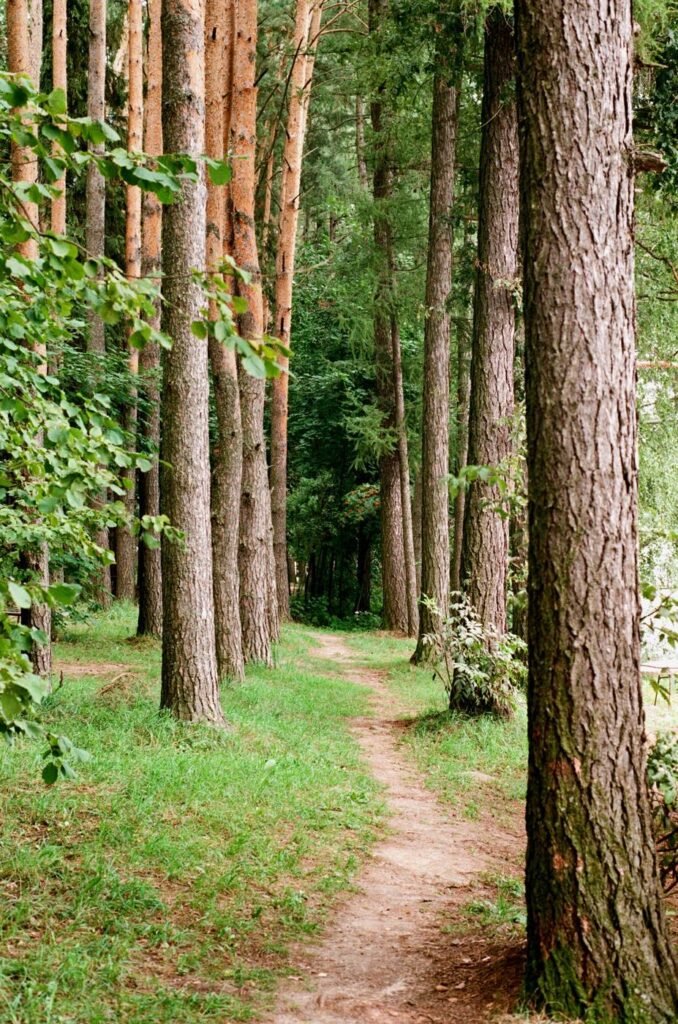 Allée forestière bordée de troncs de pins