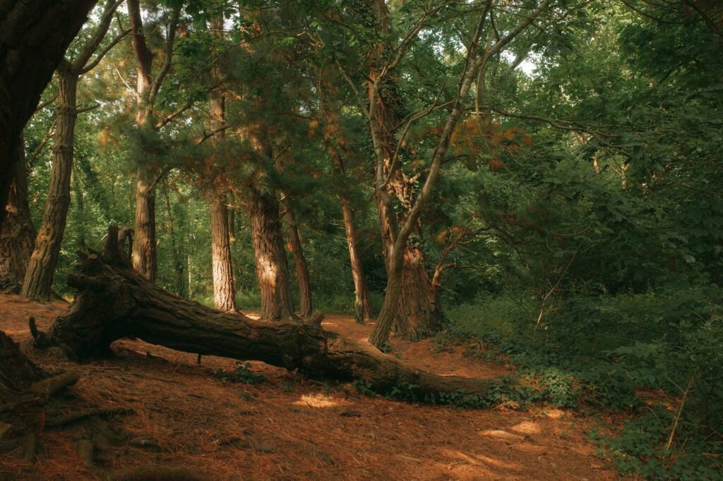 Tronc d’arbre tombé au sol dans une forêt après un aléa naturel