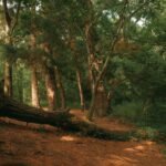 Tronc d arbre tombé au sol dans une forêt après un aléa naturel