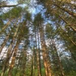 Forêt de résineux vue du sol, canopée en contre-plongée
