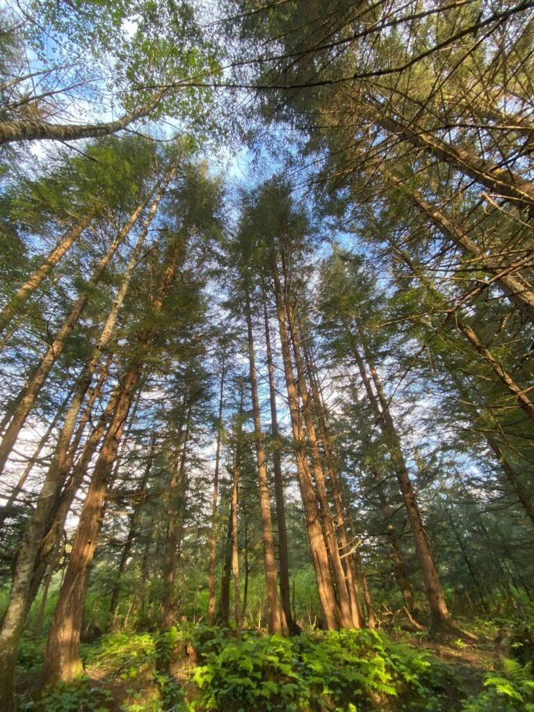 Forêt de résineux vue du sol, canopée en contre-plongée