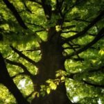 Feuillage d un chêne vu du dessous, lumière filtrant à travers les branches
