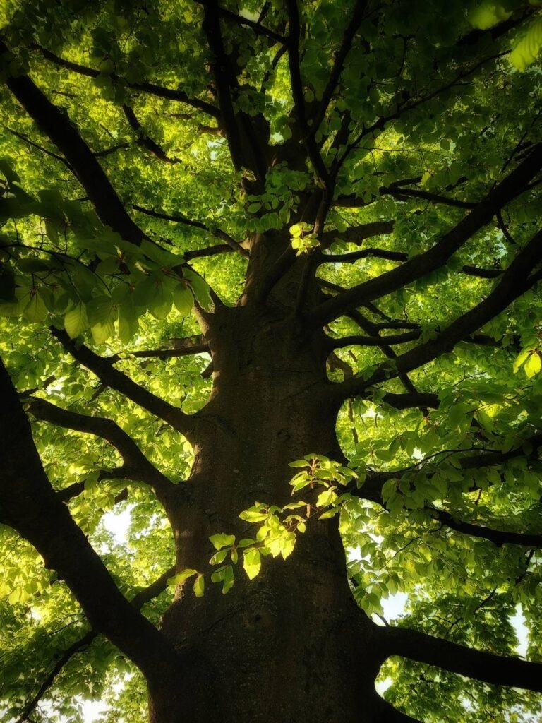 Feuillage d’un chêne vu du dessous, lumière filtrant à travers les branches