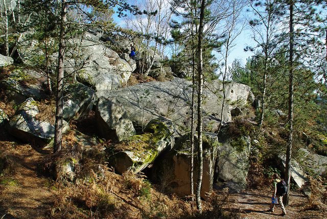 Sous-bois et rochers en forêt de Fontainebleau