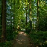 Sentier forestier bordé de grands arbres