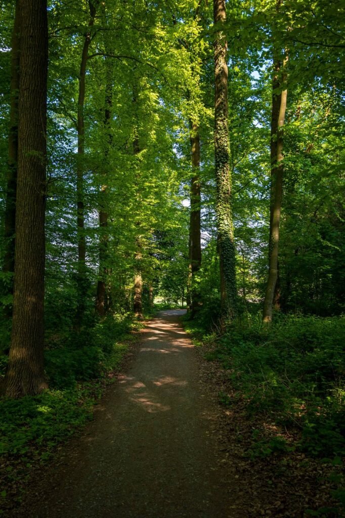 Sentier forestier bordé de grands arbres