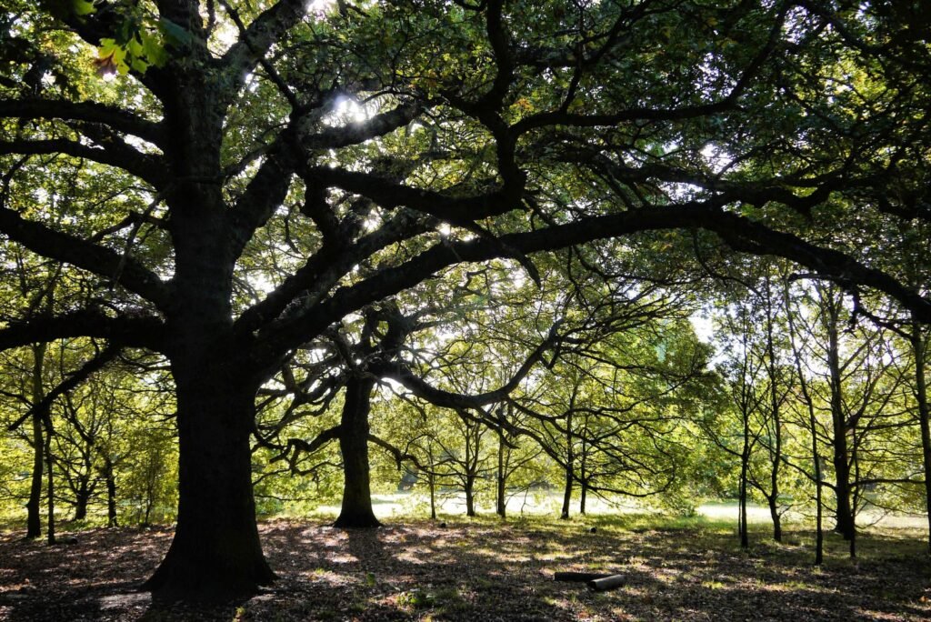 Grand chêne aux branches étalées dans une forêt feuillue éclairée par le soleil