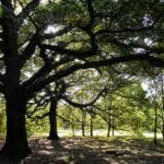 Grand chêne aux branches étalées dans une forêt feuillue éclairée par le soleil